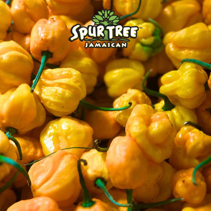 Spur Tree Jamaican Scotch Bonnet Pepper Sauce – Scotch Bonnet Hot Sauce for an Authentic Jamaican Experience – Scotch Bonnet Peppers to Spice Up Your Dish (5 Oz, 3 Pack)